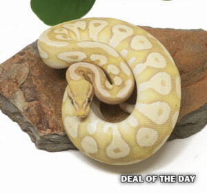 5-11B-Banana-Pastave_2026-300x279 5-11B Banana Pastave_2026