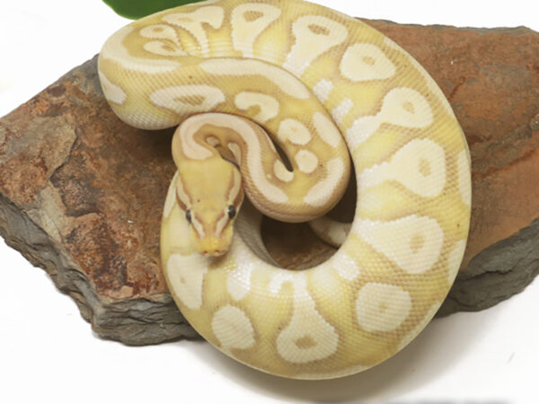 Banana Pastave (Female)