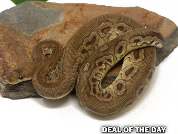 Clown Cinnamon (Male)