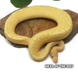 5-7B-Banana-Enchi-Pin_2026-300x275 5-7B Banana Enchi Pin_2026