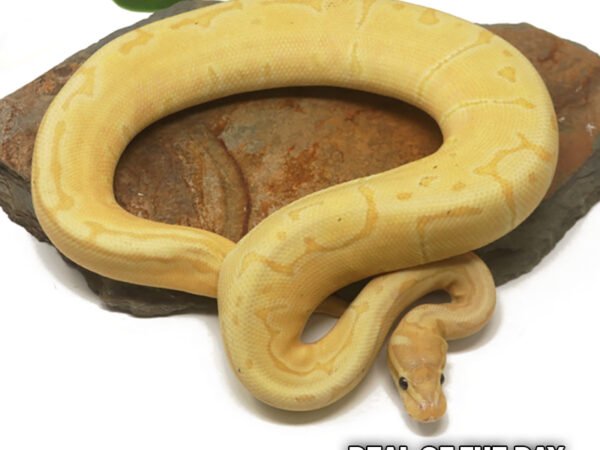 Banana Enchi Pin (Female)