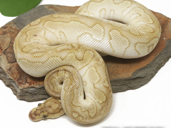 Clown Butter (Female)