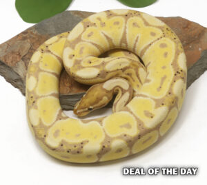 64-9A-Banana_2026-300x269 64-9A Banana_2026