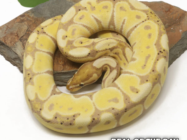 Banana (Female)
