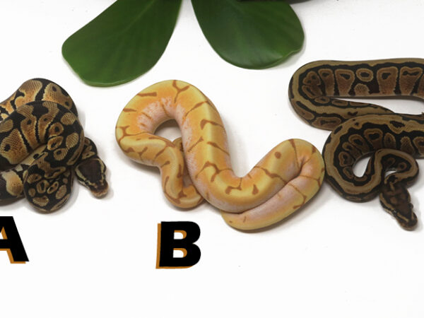 Grab Bag Contest 1532