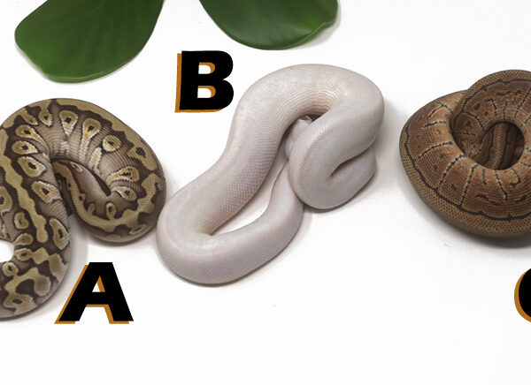 Grab Bag Contest 1533