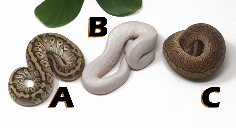 Grab Bag Contest 1533