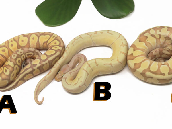 Grab Bag Contest 1534