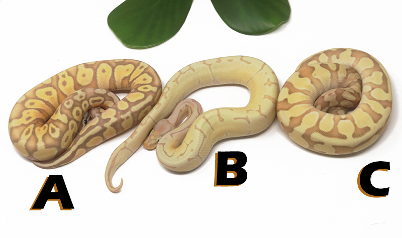 Grab Bag Contest 1534