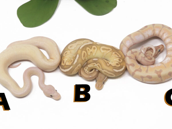 Grab Bag Contest 1536