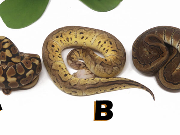 Grab Bag Contest 1537