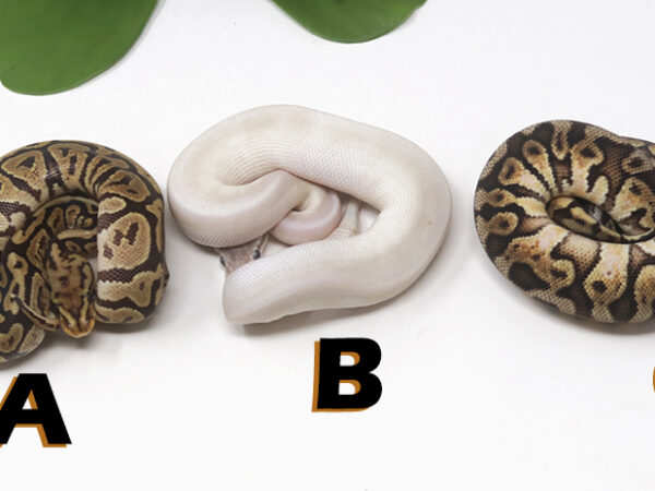 Grab Bag Contest 1538