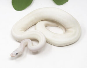 101-5B-Blue-Eye-Leucistic-Combo_2024_1-300x236 101-5B Blue Eye Leucistic Combo_2024_1