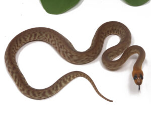 2-10A-Woma-Python_2026-300x262 2-10A Woma Python_2026