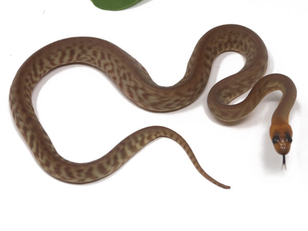 Woma Python (Male)