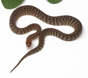 2-1A-Woma-Python_2026-300x267 2-1A Woma Python_2026