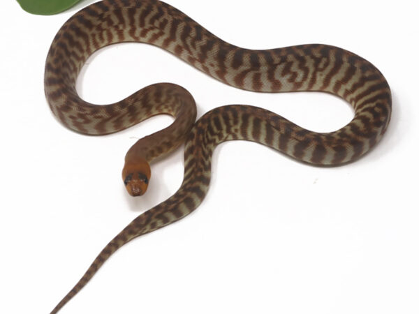 Woma Python (Female)