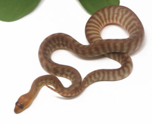 2-2A-Woma-Python_2026-300x246 2-2A Woma Python_2026