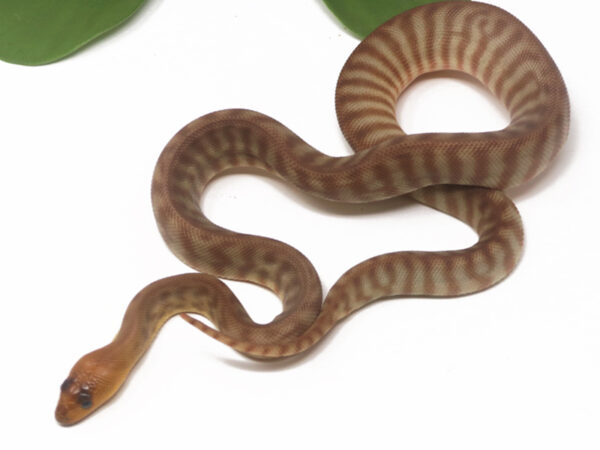 Woma Python (Female)