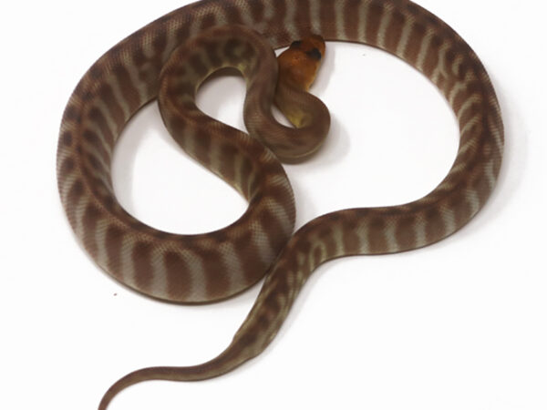 Woma Python (Male)