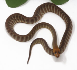 2-4B-Woma-Python_2026-300x275 2-4B Woma Python_2026