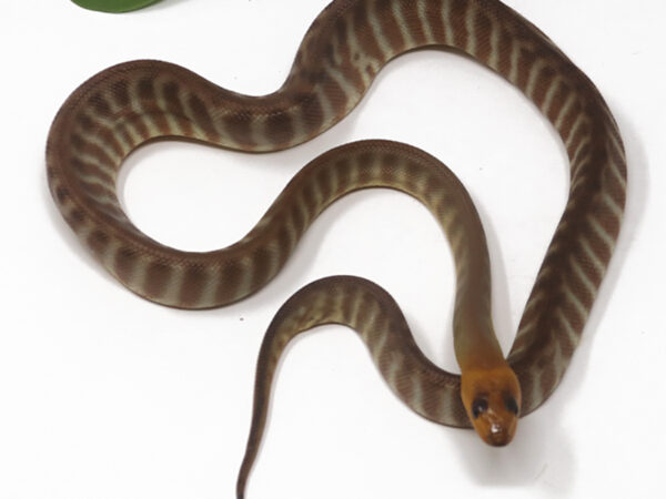Woma Python (Male)