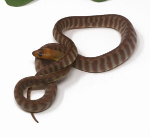 2-4C-Woma-Python_2026-300x275 2-4C Woma Python_2026