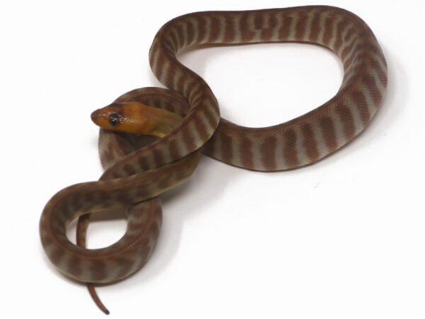 Woma Python (Female)