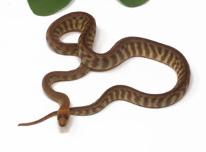 2-5A-Woma-Python_2026-300x221 2-5A Woma Python_2026