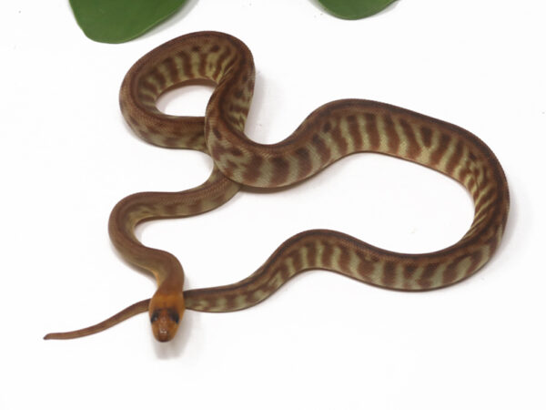 Woma Python (Female)