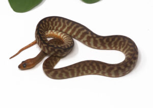 2-5C-Woma-Python_2026-300x213 2-5C Woma Python_2026