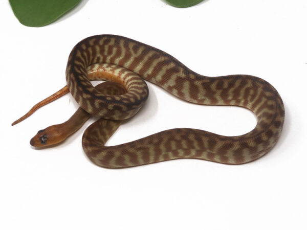 Woma Python (Female)