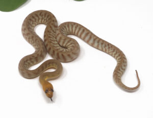 2-7A-Woma-Python_2026-300x231 2-7A Woma Python_2026