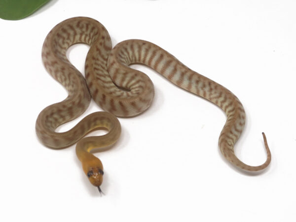 Woma Python (Male)
