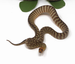 2-7C-Woma-Python_2026-300x257 2-7C Woma Python_2026