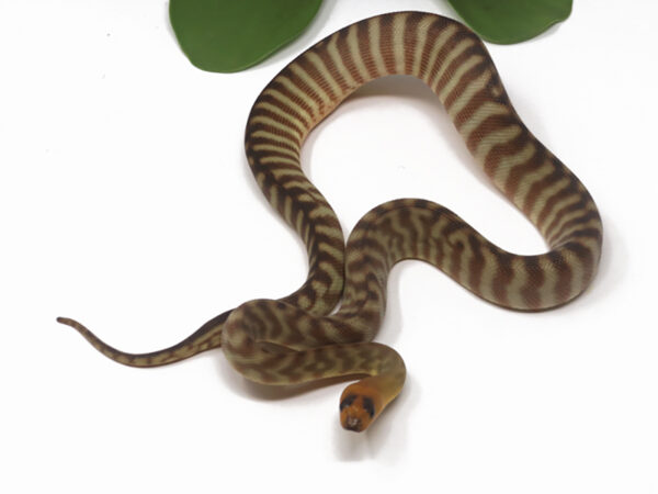 Woma Python (Female)