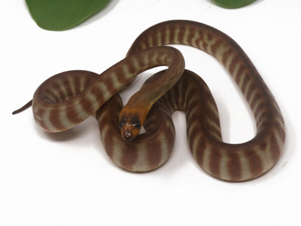 Woma Python (Male)