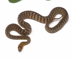 2-9A-Woma-Python_2026-300x246 2-9A Woma Python_2026