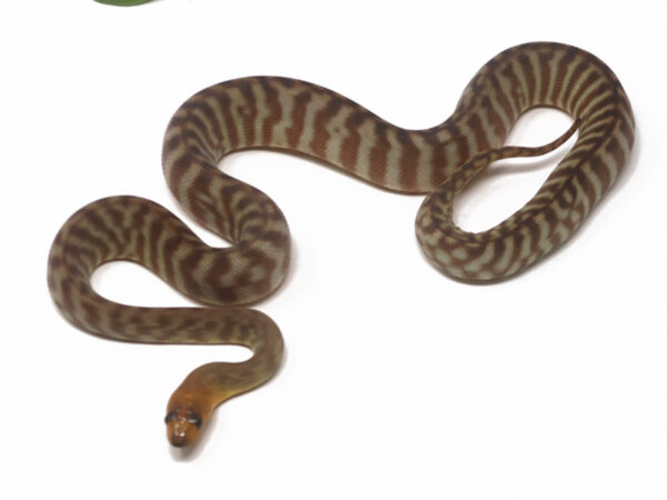 Woma Python (Male)