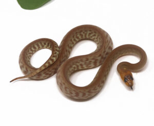 2-9C-Woma-Python_2026-300x246 2-9C Woma Python_2026
