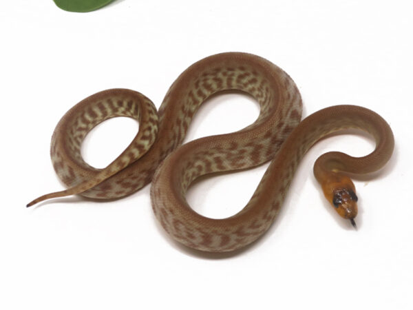Woma Python (Male)
