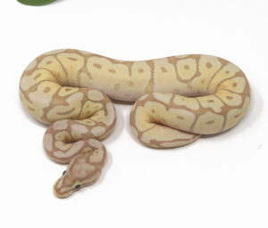 32-11B-Banana-Mojave-Spider_2026-300x256 32-11B Banana Mojave Spider_2026