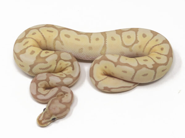 Banana Mojave Spider (Male)