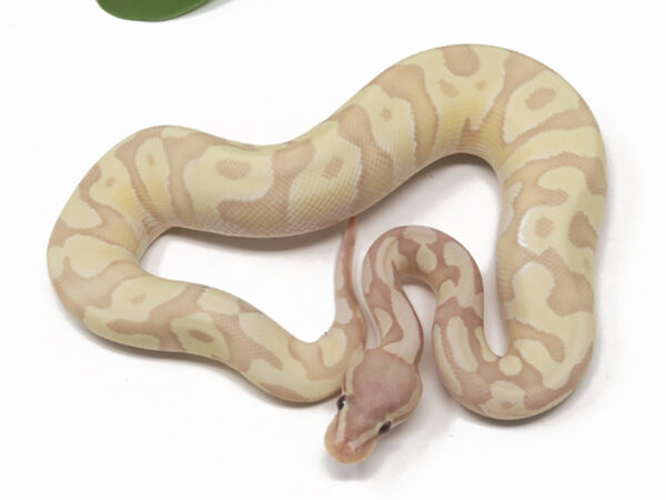 Banana Moochie (Male)
