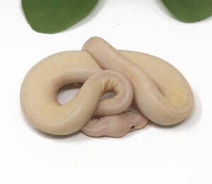 32-14B-Banana-Spinner-Mojave_2026-300x261 32-14B Banana Spinner Mojave_2026