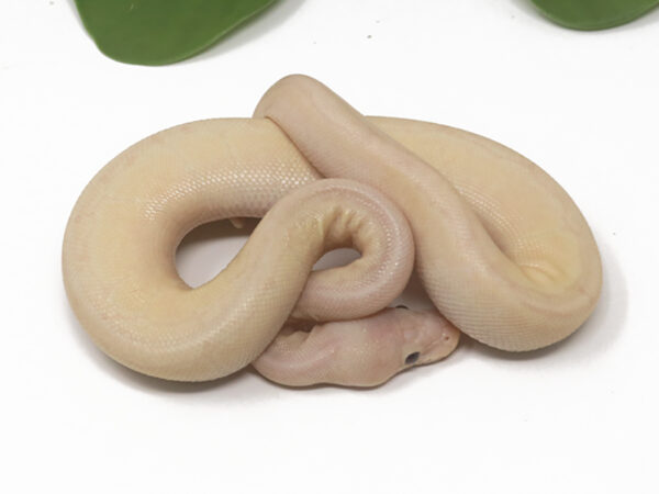 Banana Spinner Mojave (Male)