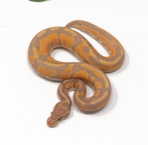 32-15B-Banana-Leopard-Enchi-Cinnamon_2026-300x294 32-15B Banana Leopard Enchi Cinnamon_2026