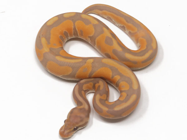 Banana Leopard Enchi Cinnamon (Male)