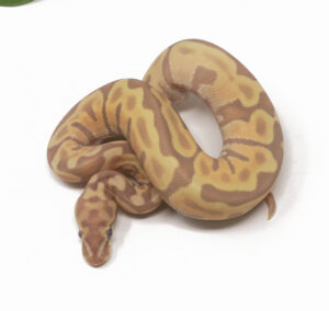 32-15C-Banana-GHI-Leopard-Enchi_2026-300x284 32-15C Banana GHI Leopard Enchi_2026