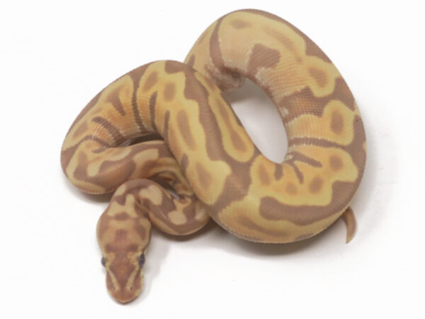 Banana GHI Leopard Enchi (Male)